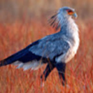 Meet your Posher, Joy